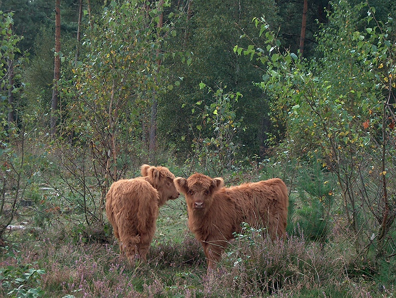 Loonse en Drunense Duinen